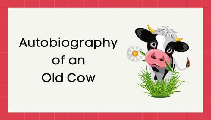 एक बूढ़ी गाय की आत्मकथा हिंदी निबंध - Autobiography of Old Cow Essay in Hindi